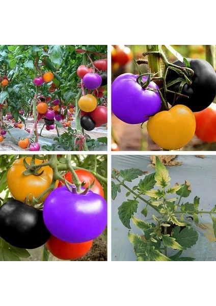 100'lü Doğal Ithal Kırmızı Domates Tohumu + 10'lu Kırmızı Gül Çiçek Tohumu
