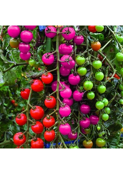 100'lü Doğal Ithal Kırmızı Domates Tohumu + 10'lu Kırmızı Lale Çiçek Tohumu