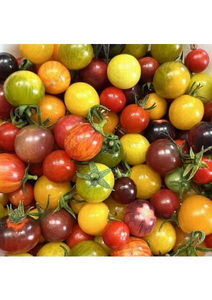 50 Adet Doğal İthal K.renk Domates Tohumu + 10 Adet K.renk Gül Çiçek Tohumu fiyatları