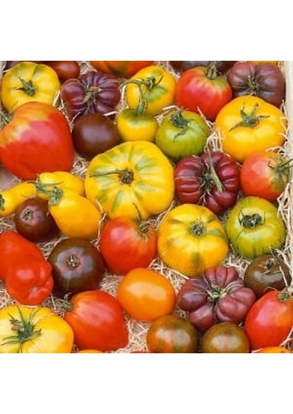 100 Adet Doğal İthal K.renk Domates Tohumu + 10 Adet Süs Yoncası Çiçek Tohumu fiyatları