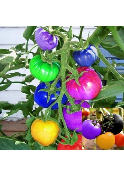 10 Adet Doğal İthal K.renk Domates Tohumu + 10 Adet Süs Yoncası Çiçek Tohumu fiyatları