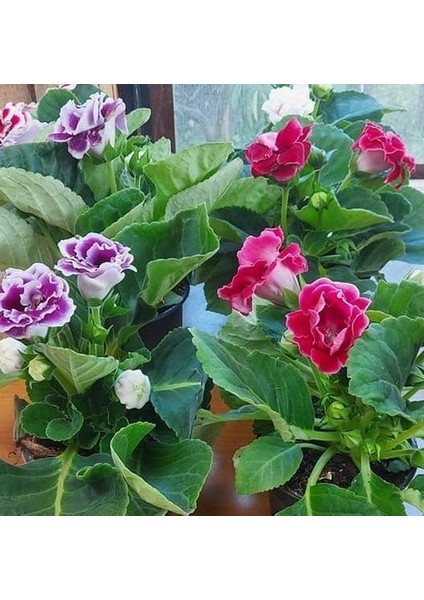 10 Adet Karışık Renk Gloksinya Çiçeği Tohumu + 10 Adet K.renk Gül Çiçek Tohumu