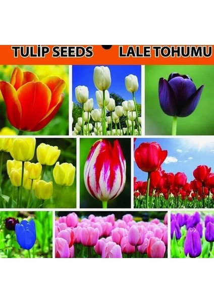 100 Adet Karışık Renk Gloksinya Çiçeği Tohumu + 10 Adet K.renk Lale Çiçek Tohumu