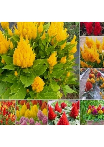 10 Adet Karışık Renk Pampas Çiçeği Tohumu + 10 Adet Hediye K.renk Lale Çiçek Tohumu