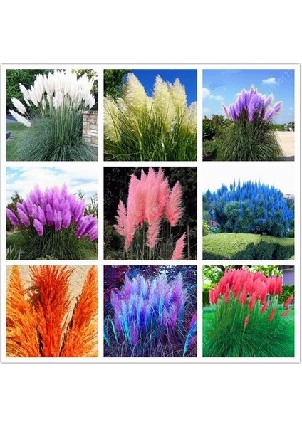 90 Adet Karışık Renk Pampas Çiçeği Tohumu + 10 Adet Hediye K.renk Lale Çiçek Tohumu
