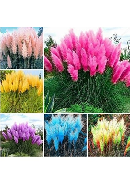 50 Adet Karışık Renk Pampas Çiçeği Tohumu + 10 Adet Hediye Süs Yoncası Çiçek Tohumu