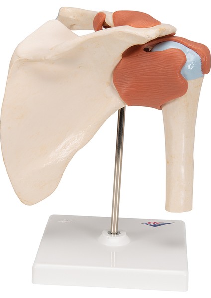 Eğitim Maketleri Fonksiyonel Omuz Eklemi Modeli