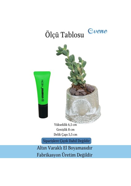 Mini Çiçek Saksı Küçük Sukulent Kaktüs Saksısı Deniz Yıldızlı Kabuklu Model