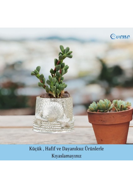 Mini Çiçek Saksı Küçük Sukulent Kaktüs Saksısı Deniz Yıldızlı Kabuklu Model