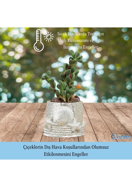 Mini Çiçek Saksı Küçük Sukulent Kaktüs Saksısı Deniz Yıldızlı Kabuklu Model
