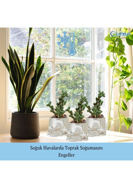 Mini Çiçek Saksı Küçük Sukulent Kaktüs Saksısı Deniz Yıldızlı Kabuklu Model