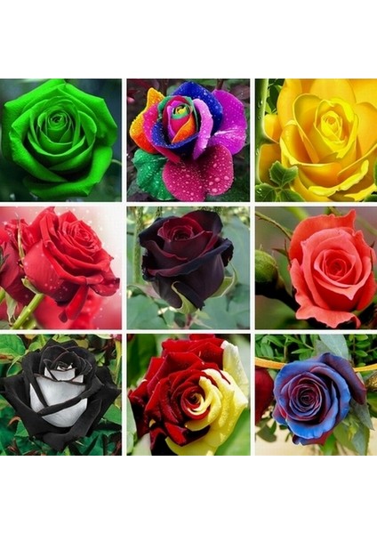 10 Adet Karışık Renk Çiçek Primula Flower Tohumu + 10 Adet K.renk Gül Çiçek Tohumu