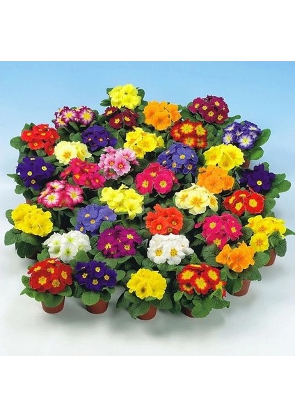 100 Adet Karışık Renk Çiçek Primula Flower Tohumu + 10 Adet Süs Yoncası Çiçek Tohumu