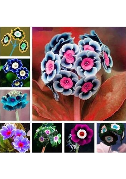 50 Adet Karışık Renk Çiçek Primula Flower Tohumu + 10 Adet Süs Yoncası Çiçek Tohumu