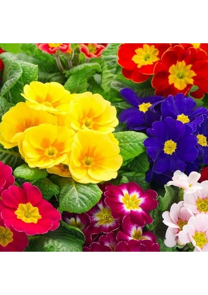 100 Adet Karışık Renk Çiçek Primula Flower Tohumu + 10 Adet Hollanda Gülü Çiçek Tohumu
