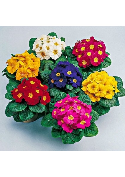 25 Adet Karışık Renk Çiçek Primula Flower Tohumu + 10 Adet Hollanda Gülü Çiçek Tohumu