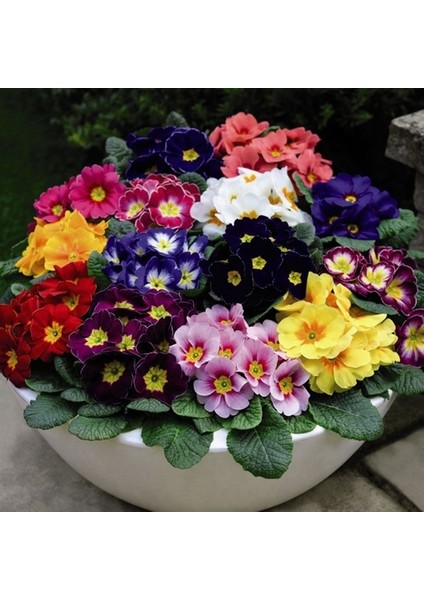 100 Adet Karışık Renk Çiçek Primula Flower Tohumu + 10 Adet Hollanda Gülü Çiçek Tohumu
