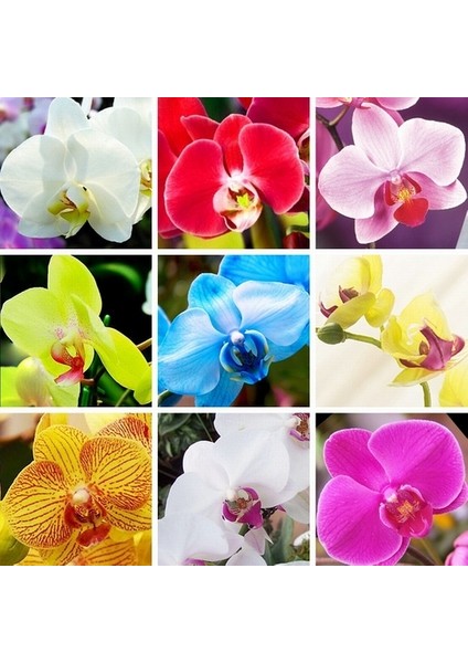 50 Adet Karışık Renk Phalaenopsis Tohumu + 10 Adet K.renk Gül Tohumu