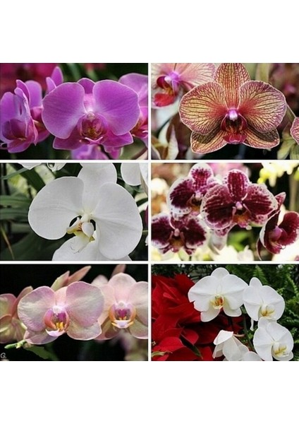 10 Adet Karışık Renk Phalaenopsis Tohumu + 10 Adet Süs Yoncası Tohumu