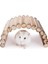 (20 cm x 10 cm ) Hamster Gerbil Fare Sıçan Gine Domuzu Veya Diğer Küçük Hayvanlar Için Köprü Merdiveni 3