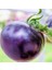 50 Adet Doğal Mor Domates Tohumu + 10 Adet K.renk Gül Çiçek Tohumu 1