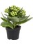 Queen Mini Kalanchoe 1