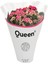 Queen Kalanchoe Q10,5 1