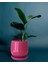 Tabaklı Armut Pembe Çömlek Saksı 17X17 cm 1