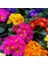 50 Adet Karışık Renk Çiçek Primula Flower Tohumu + 10 Adet K.renk Gül Çiçek Tohumu 1