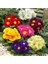 25 Adet Karışık Renk Çiçek Primula Flower Tohumu + 10 Adet K.renk Lale Çiçek Tohumu 1
