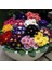 10 Adet Karışık Renk Çiçek Primula Flower Tohumu + 10 Adet Süs Yoncası Çiçek Tohumu 1