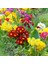 10 Adet Karışık Renk Çiçek Primula Flower Tohumu + 10 Adet Süs Yoncası Çiçek Tohumu 1