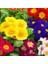 100 Adet Karışık Renk Çiçek Primula Flower Tohumu + 10 Adet Hollanda Gülü Çiçek Tohumu 1
