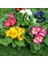 100 Adet Karışık Renk Çiçek Primula Flower Tohumu + 10 Adet Hollanda Gülü Çiçek Tohumu 1