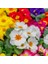 25 Adet Karışık Renk Çiçek Primula Flower Tohumu + 10 Adet Hollanda Gülü Çiçek Tohumu 1