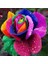 25 Adet Karışık Renk Çiçek Primula Flower Tohumu + 10 Adet Hollanda Gülü Çiçek Tohumu 4