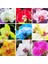 50 Adet Karışık Renk Phalaenopsis Tohumu + 10 Adet K.renk Gül Tohumu 1