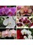 10 Adet Karışık Renk Phalaenopsis Tohumu + 10 Adet Süs Yoncası Tohumu 1