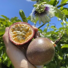 FidanBudur Çarkıfelek Meyvesi 1 kg Pasiflora Passiflora Passion Fruit Aşk Meyvesi