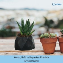 Evene Mini Çiçek Saksı Küçük Sukulent Kaktüs Saksısı Mini Poly 1 Model