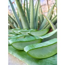 aloe vera jel, doğal alovera jel, 425 ml cam kavanozda, aloe vera fidan hediyeli