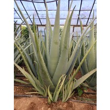 Aloe Vera Jel için Taze Aloe Vera Yaprak 1 Adet (600-700 GR) Aloe Vera Leaf