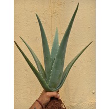 Çok Büyüyen Aloe Vera Bitkisi Fidanı 30 cm Saksısız Köklü Odunsu, Tıbbı Aloe Vera