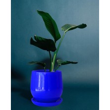 Evdek Tabaklı Armut Lacivert Çömlek Saksı 15X15 cm