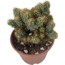 Fidanova Kaktüs Özel Koleksiyon