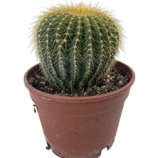 Fidanova Altın Fıçı Kaktüs, Kaktüs Aşıklarına