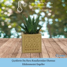 Evene Mini Çiçek Saksı Küçük Sukulent Kaktüs Saksısı Mini Kare Desenli Model