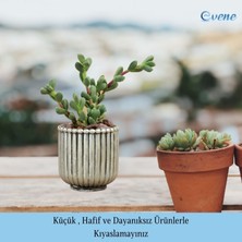 Evene Mini Çiçek Saksı Küçük Sukulent Kaktüs Saksısı Vintage Düz Çizgili Model