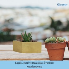 Evene Mini Çiçek Saksı Küçük Sukulent Kaktüs Saksısı Dörtgen Yatay Model