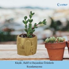 Evene Mini Çiçek Saksı Küçük Sukulent Kaktüs Saksısı Kaktüs Desenli Saksı Model